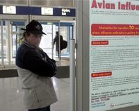 La hermana de los dos niños turcos muertos por el H5N1 también falleció por este virus